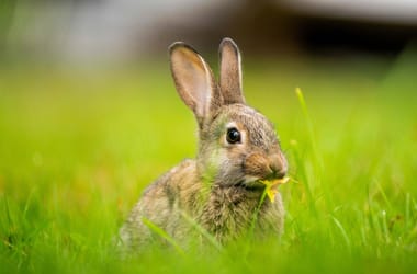 Thumbnail for 6834337