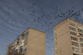 Thumbnail for 6834817