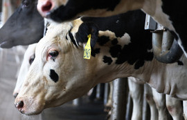 Thumbnail for 6836334