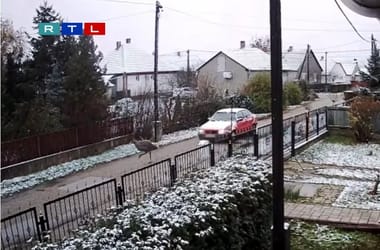 Thumbnail for 6837531