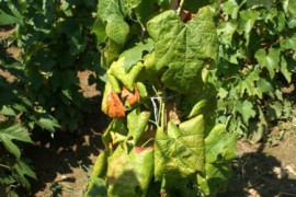 Thumbnail for 6837644