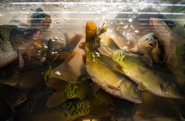 Thumbnail for 6837982