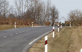 Thumbnail for 6838774