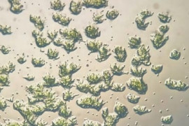 Thumbnail for 6839272