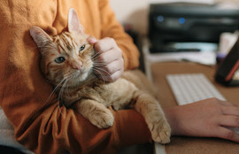 Thumbnail for 6840051