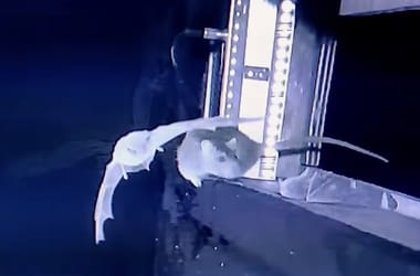 Thumbnail for 6840207