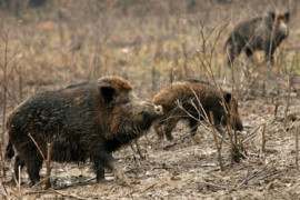 Thumbnail for 6842603