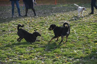 Thumbnail for 6844228