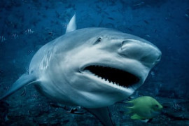 Thumbnail for 6844511