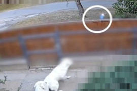 Thumbnail for 6844869