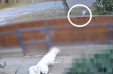 Thumbnail for 6844869