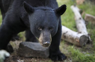 Thumbnail for 6846198