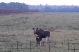 Thumbnail for 6848485