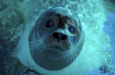 Thumbnail for 6848759