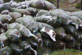 Thumbnail for 6849513