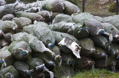 Thumbnail for 6849513