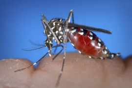 Thumbnail for 6850075