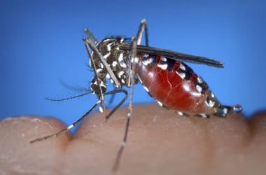 Thumbnail for 6850075