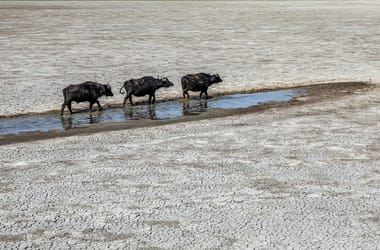 Thumbnail for 6851032