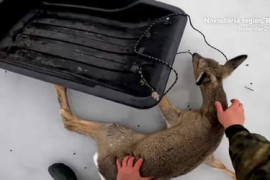 Thumbnail for 6851399