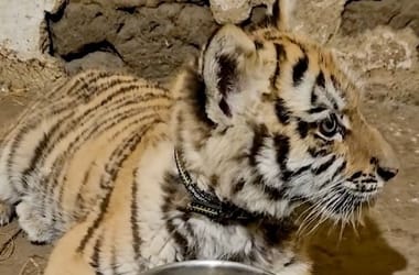 Thumbnail for 6852686