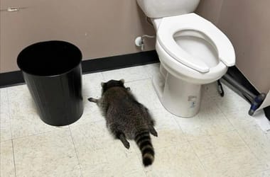 Thumbnail for 6853442