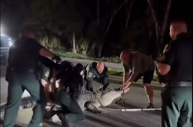 Thumbnail for 6854745