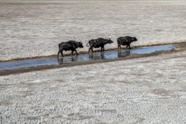 Thumbnail for 6854940