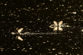 Thumbnail for 6855160