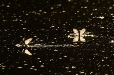 Thumbnail for 6855160