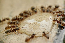 Thumbnail for 6856634