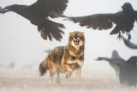 Thumbnail for 6857006