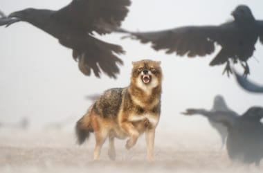 Thumbnail for 6857006