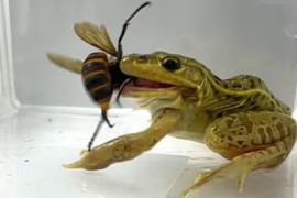 Thumbnail for 6857855