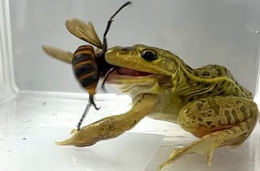 Thumbnail for 6857855