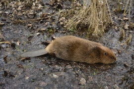 Thumbnail for 6858283