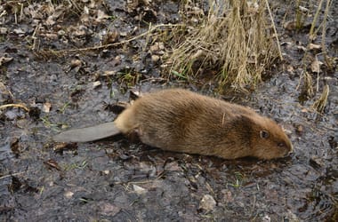 Thumbnail for 6858283