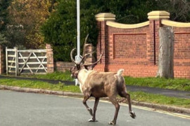 Thumbnail for 6858428