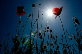 Thumbnail for 6859595