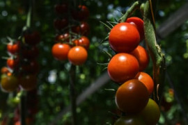 Thumbnail for 6860735