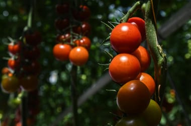 Thumbnail for 6860735