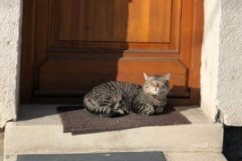 Thumbnail for 6863454