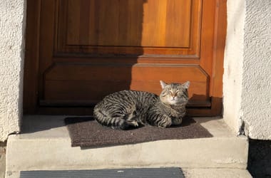 Thumbnail for 6863454