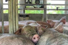 Thumbnail for 6864000