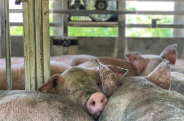 Thumbnail for 6864000