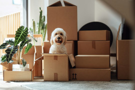 Thumbnail for 6864256