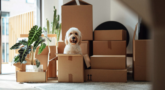 Thumbnail for 6864256