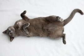 Thumbnail for 6866316