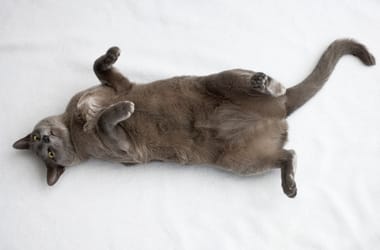 Thumbnail for 6866316