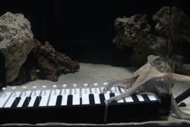 Thumbnail for 6867069